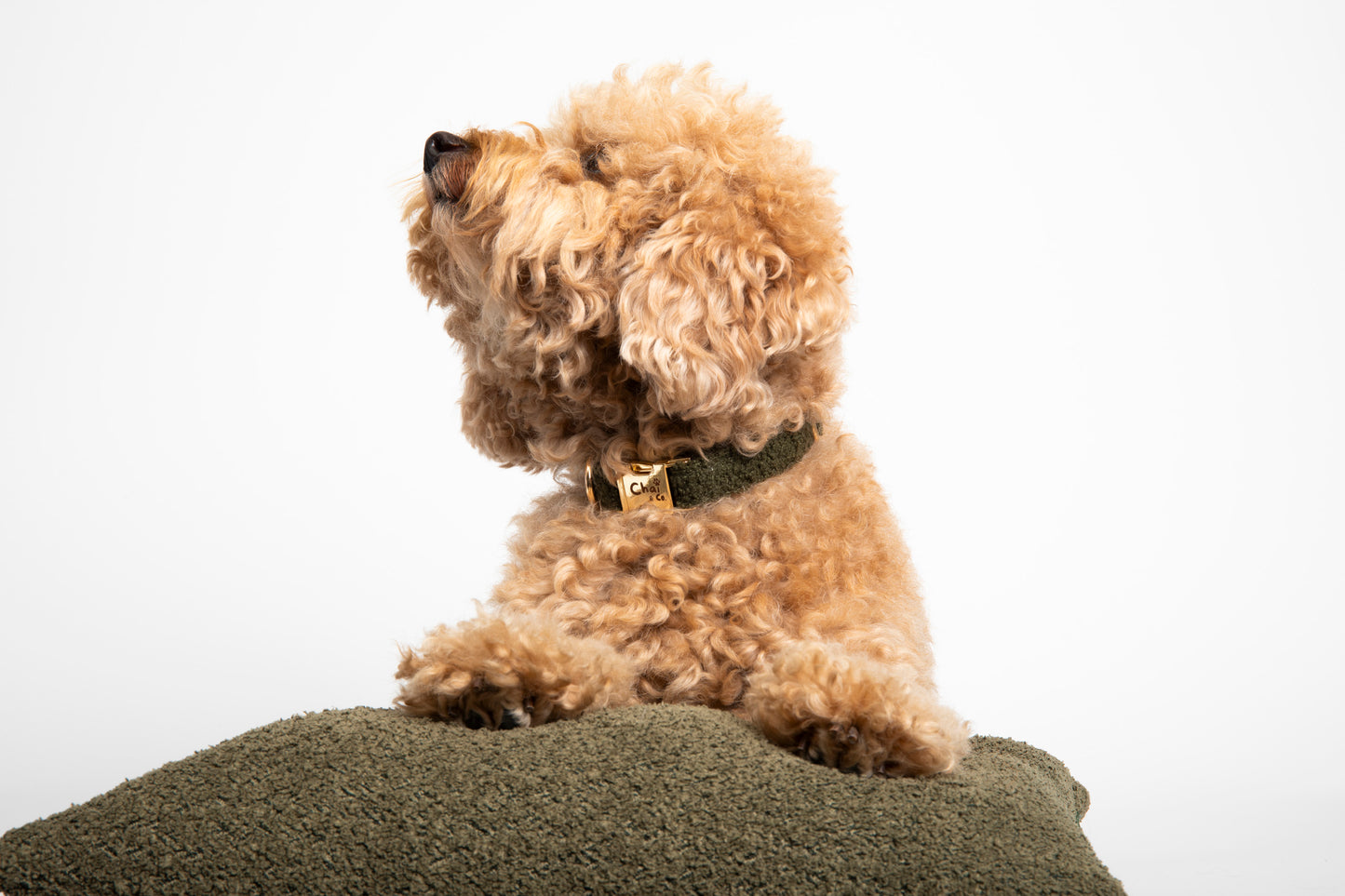 Olive Sherpa - Dog Collar