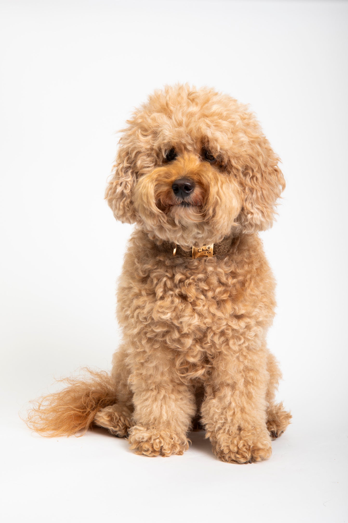 Brown Sherpa - Dog Collar