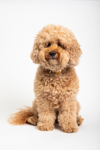 Brown Sherpa - Dog Collar